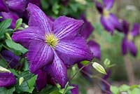 Clematis jackmanii purpurea 'Zojapur' - Clematis - June - Oxfordshire