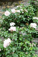 Rosa 'New Dawn' on wall in Vegetable Garden. Orchard House, Sedbury, Gloucestershire. Garden designed and created by Stella Caws. June 2015. 