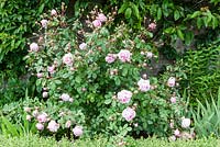 Rosa 'Alan Titchmarsh' in the Vegetable Garden. Orchard House, Sedbury, Gloucestershire. Garden designed and created by Stella Caws. June 2015. 