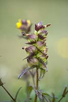 Rhinanthus minor - Yellow Rattle seed pods