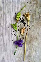 Aquilegia. Seed collecting