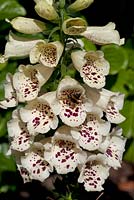 Digitalis 'Camelot Cream' with a bee. Foxglove cream with maroon markings