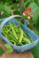 Phaseolus coccineus 'Tenderstar'. Trug of runner beans beside flowering bean vine
