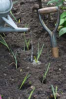 Allium porrum. Planting garden leeks, young plants being watered in.