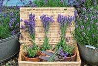 Freshly picked and bunched garden Lavender, arranged and displayed in a wicker hamper.