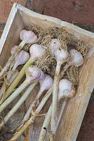 Home grown Garlic bulbs drying in a decorative wooden box.