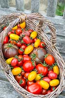 Basket of home grown tomatoes, 'Rainbow Blend' F1, 'Rio grande' and 'Black from Tula'