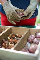 Women gardener grading and labelling Tulip, Hyacinth and Narcissi bulbs prior to drying and replanting in Autumn.