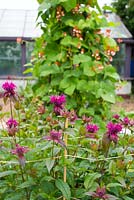 Monarda - 'On Parade' supported with canes and twine, with runner bean wigwams in background.