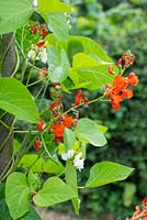 Phaseolus coccineus 'Red Rum' and 'Equator' - white