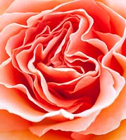 Rosa 'Welwyn Garden Glory - rose harzumber