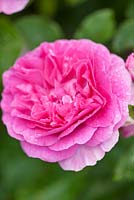 Rosa 'England's Rose' - David Austin Roses. 