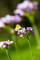 Anthocharis cardamines - Orange tip butterfly on Cardamine pratensis flower in spring