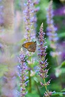 Coenonympha pamphilus on salvia flower - Small heath butterfly on blue sage flower - July, France