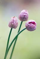 Allium schoenoprasum 'Forescate', May, Suffolk
