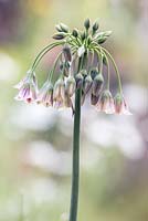 Allium nectaroscordium siculum, June, Suffolk