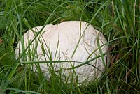 Langermannia gigantea - A Giant Puff Ball - growing amongst grass. An edible fungi when still white and firm.