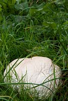 Langermannia gigantea - A Giant Puff Ball - growing amongst grass. An edible fungi when still white and firm.
