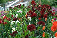The Dahlia bed, in the foreground: Red 'Chat Noir' Orange 'Ken's Flame', white 'Fairfield Frost', tall red 'Arabian Night' and small red 'Karen Glen'.