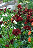 Dahlias at West Dean - foreground Chat Noir, Ken's Flame - orange, Fairfield Frost - white, and Arabian Night.