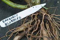 Barbarry Bluebird dahlia tuber ready to be stored for Winter