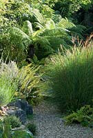 Looking though Miscanthus sinesis 'Grosse Fontane' to Dicksonia antarctica.
