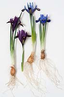 From left to right: Iris reticulata 'J.S.Dijt', Harmony, Iris reticulata