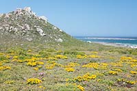 Mixed spring flowers mostly Didelta carnosa - Perdeblom, West Coast National Park, Langebaan, Western Cape, South Africa