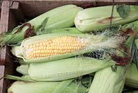 Organic Maize or Sweetcorn, Sedgefield, Western Cape, South Africa