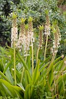 Eucomis comosa 'Tugela Jade', Pineapple Flower, Pineapple Lily, Cape Town, South Africa