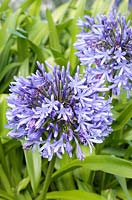 Agapanthus caulescens - Lily of the Nile, African Lily, Cape Town, South Africa
