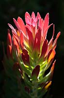 Mimetes cucullatus - Pagoda Protea, Cape Town, South Africa