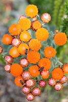 Syncarpha eximia - Strawberry Everlasting, Cape Town, South Africa