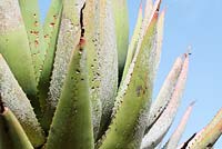 Aloe arborescens - Krantz Aloe infested with Aloe White Scale - Duplachionaspis exalbida, Cape Town, South Africa
