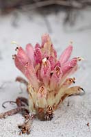 Hyobanche sanguinea - Inkplant, Langebaan, Western Cape, South Africa - a root parasite, on the endangered list