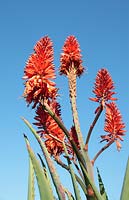 Aloe arborescens - Krantz Aloe, Cape Town, South Africa
