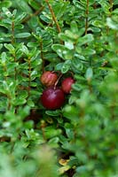 Vaccinium macrocarpon 'Centennial' - Cranberry