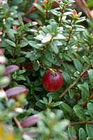 Vaccinium macrocarpon 'Pilgrim' - Cranberry