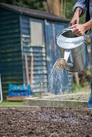 Sowing Fenugreek. Woman watering freshly sown seeds