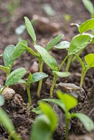 Sowing Fenugreek. Growth development of seedlings