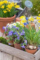 Spring display of Anemones, Tete-a-tete, Primula veris and Muscari in a vintage trug