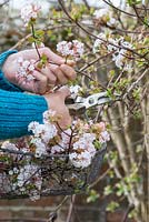 Cutting spring blossom of Viburnum x bodnantense