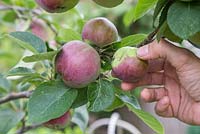 Thinning Malus 'Spartan' fruit to prevent damage to branch and to encourage healthier fruit