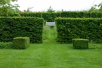 White wooden bench seen through gap in Carpinus betulus - hornbeam hedge with meadow grasses. Clipped Buxus - box squares. Heveningham, June