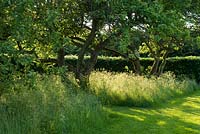 Long grass under trees in evening light. Heveningham, June