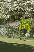 Laburnum and Wisteria Tunnel along the side of the tennis court. The Court, North Ferriby, Yorkshire, UK. Spring, May 2015.