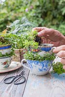 Planting up vintage tea cups with Baby's Tears