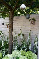 Wildlife-friendly small urban garden with prunus cherry tree from which hangs bird-feeders and white fence with bird boxes.  White planting with Digitalis. Living Landscapes - City Twitchers purpurea 'Alba' and Hydrangea 'Annabelle'.  