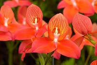 Disa - Glasgow Orchid Conference