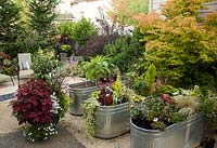 Galvanized metal baths used as raised beds and mixed containers in courtyard garden with trees and shrubs in borders.  Planting includes, Coleus x hybridus, Miscellaneous Stock Plants, Echium, Acer 